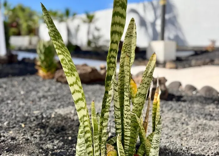 Elixir Estate Διαμέρισμα Antigua (Fuerteventura)