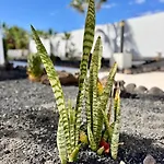 Elixir Estate 公寓 安提瓜