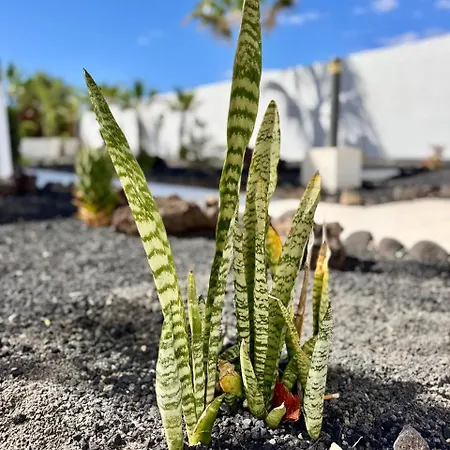 Elixir Estate Apartment Antigua (Fuerteventura)